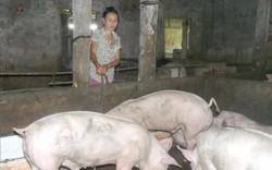 Hà Tĩnh gửi công văn đề nghị Formosa "giải cứu" thịt lợn