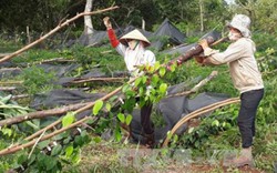 Lốc xoáy khiến nhà nông trồng tiêu Bình Phước mất trắng hàng tỷ đồng