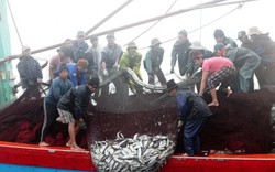 Ngư dân Quảng Bình thu hơn nửa tỷ đồng từ chuyến đi biển Hoàng Sa