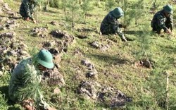 Quảng Ngãi: Bộ đội khoét đá để phủ xanh cho núi trên đảo tiền tiêu