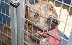 Mỹ: Chó pit bull nhà nuôi vồ đến chết bé gái 6 tháng