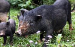 Người dân vùng cao Nghệ An lập hương ước mua bán lợn sạch