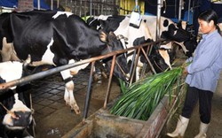Vĩnh Phúc đưa nông dân lên Mộc Châu học hỏi bí quyết nuôi bò sữa