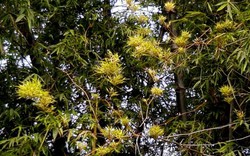 Lần đầu trong đời thấy tre "nở trăm hoa" ở xứ Quảng