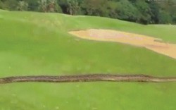 Video: Trăn "khủng" dài 4 mét đại náo sân golf ở Nam Phi