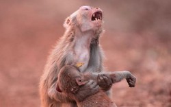 Sự thật về bức ảnh khỉ mẹ gào thét làm tan nát trái tim người xem