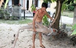 Khánh Hòa: Đào trúng củ sắn dài hơn 2m, có hình thù giống người cá