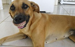 Chú chó nổi tiếng vì có hàm...răng người