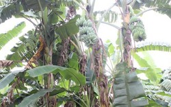 Kỳ lạ: Xã hiếm thấy độc canh chỉ toàn cây chuối trong vườn nhà