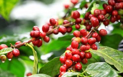 Giá nông sản hôm nay 14.5: Sự thực nào về nguồn cung cà phê?