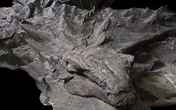 Hóa thạch khủng long nguyên vẹn hơn 100 triệu năm