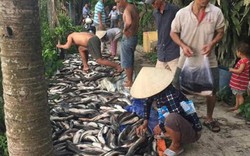 Kiên Giang: Công an điều tra hàng tấn cá lóc chết bất thường