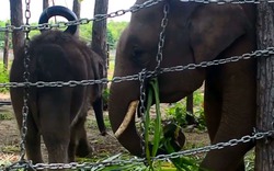 Clip: Tình bạn của hai chú voi rừng bị lạc bầy ở Đắk Lắk