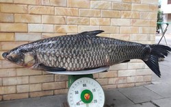 Cần thủ câu được cá trắm đen “khủng” 41kg ở lòng hồ sông Đà