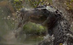 Cá sấu khổng lồ chớp nhoáng tung người xé đôi kangaroo