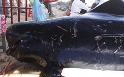 Cận cảnh lễ an táng cho cá voi trôi dạt vào bờ