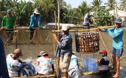 Giá cá tra hết "sốt", nông dân cân nhắc khi thả nuôi