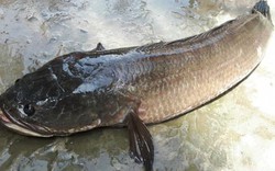 Vĩnh Long: Bắt được cá lóc "khủng" nặng 7kg khi tát ao