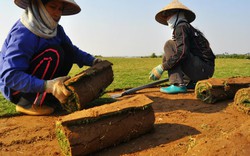Nghề lạ: Thực hư chuyện trồng cỏ kiếm bộn tiền ở Điền Xá