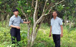 Trồng giống bưởi “lạ”, nhàn nhã thu tiền