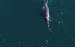 Hành động khác lạ của loài thủy quái độc nhất đại dương