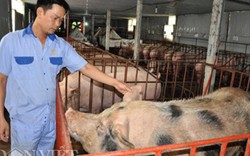Còn 1,5 triệu con lợn đang chờ được “cứu”