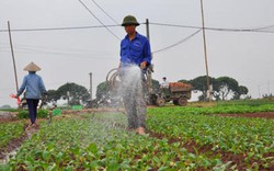 Trồng rau VietGAP, nông dân Thủ đô “bỏ túi” 500.000 đồng/ngày