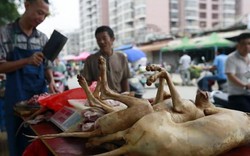 Cấm bán thịt chó trong lễ hội khét tiếng nhất Trung Quốc