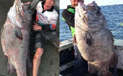 Úc: Đi câu cá 3kg, bắt được "quái vật" khổng lồ 70kg