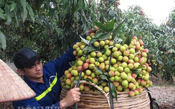 Vải chín sớm bội thu, giá cao công nhân mỏ cũng đi bán vải