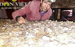 Trại nấm sạch lớn nhất Kon Tum, thu lãi 40 triệu/tháng