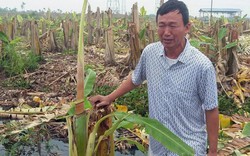 Hải Phòng: Vườn chuối bị phá nát trong đêm, thiệt hại cả tỷ đồng