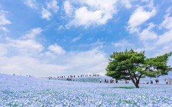 Say đắm trước hàng triệu bông hoa mắt xanh bung nở ở Nhật