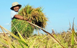 Chuyên gia tư vấn dùng chế phẩm sinh học AmBio