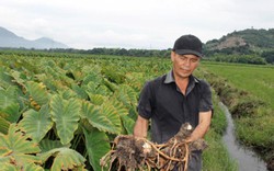 Khánh Hoà: Nông dân bán tháo khoai sáp non vì bệnh thối củ