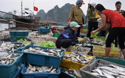 Bộ NNPTNT lý giải việc chưa khai thác hải sản tầng đáy hậu Formosa