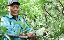 Biến núi đá khô cằn thành "ốc đảo" mướt xanh cho cả tỷ đồng