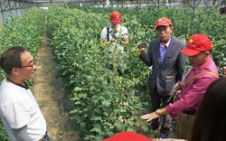 Nông dân Việt xem dân xứ Hàn sưởi ấm, chăm cây bằng thuốc bổ
