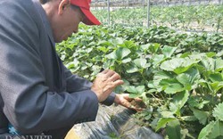 Chùm ảnh: Nông dân VN xuất sắc ăn dâu tây ngay tại vườn ở xứ Hàn