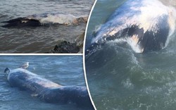 Xác cá voi khổng lồ liên tiếp "cập bờ" biển Anh