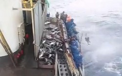 "Phát thèm" xem các cần thủ câu cá đại dương