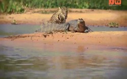 Video: Báo đốm sát thủ hạ gục cá sấu bằng đòn chí mạng