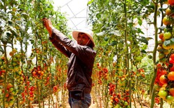 Đã mắt ngắm vườn cà chua sai trĩu quả trồng theo công nghệ Israel