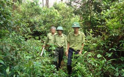 Sửa đổi Luật Lâm nghiệp: Tổ chức, cá nhân được thuê rừng tự nhiên