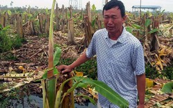 Vườn chuối tiền tỷ bị phá nát: Lãnh đạo huyện Thủy Nguyên lên tiếng