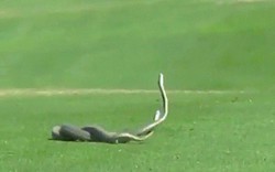 Cặp rắn cực độc quyết chiến trên sân golf