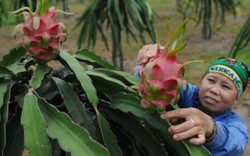 "Ngủ quên" trong chiến thắng, thanh long Việt mất thế độc tôn