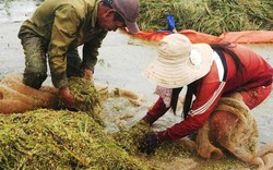 Mưa lũ đổ xuống Tây Nguyên khác thường, nông dân mất hơn 30 tỷ đồng