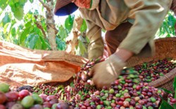 Giá nông sản 25.5: Sau một đêm, giá cà phê lại giảm