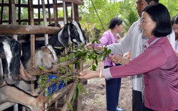 Cà Mau: Nuôi dê bằng cây tạp trên bờ vuông tôm dễ sinh lời